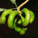 Xylopia staudtii Fruit