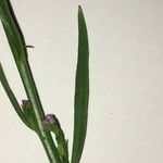 Iberis linifolia Mosusu