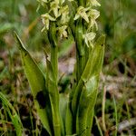 Platanthera hyperborea Habit