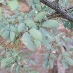 Bauhinia rufescens Leaf