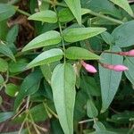 Jasminum polyanthum Feuille