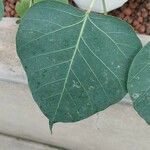 Ficus religiosa Leaf