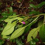 Impatiens niamniamensis Leaf