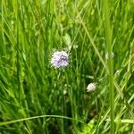 Succisella inflexa Flower