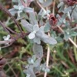 Cistus lasianthus Feuille