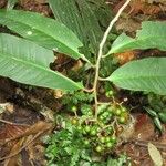 Ardisia compressa Leaf