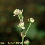 Caldesia parnassifolia Other