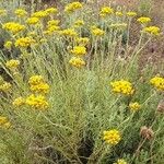 Helichrysum italicum Прочее