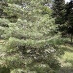 Abies cephalonica Alkat (teljes növény)