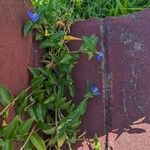 Commelina cyanea Hoja