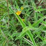 Aspilia mossambicensis Blad