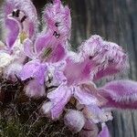 Phlomoides tuberosa 花