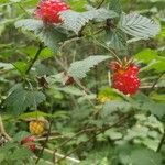 Rubus spectabilis फल