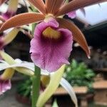 Phaius tankervilleae Квітка