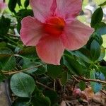 Mandevilla sanderiFiore