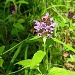 Prunella vulgaris ᱥᱟᱠᱟᱢ