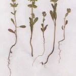 Salvia viridis Habit