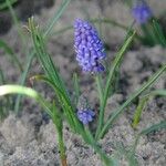 Muscari botryoidesᱵᱟᱦᱟ