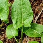 Rumex arifolius Blad