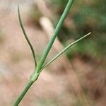 Dianthus graniticus Fuelha