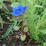 Phacelia campanularia 形態