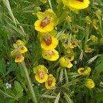 Ophrys lutea Blomst