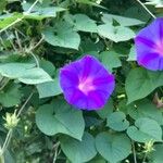 Ipomoea purpurea 花