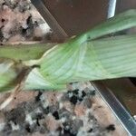 Allium cepa Corteza