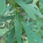 Euphorbia stricta Leaf