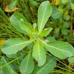 Ludwigia peploides Leaf