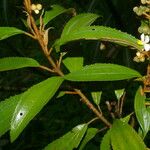 Miconia xalapensis Blad