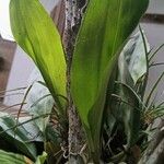 Gomesa bifolia Hoja