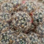 Mammillaria prolifera Fulla