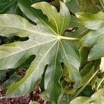 Fatsia japonica Leaf