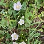 Parnassia palustrisBlüte