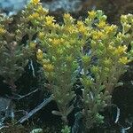 Sedum annuum Характер