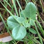 Vicia narbonensis Blad