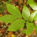 Fagus grandifoliaFolha