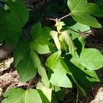 Gossypium herbaceum Habit