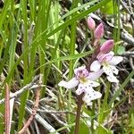Galearis rotundifolia Çiçek