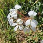 Pelargonium multibracteatum Kukka