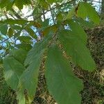 Asimina triloba Lapas