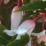 Begonia boliviensis Квітка
