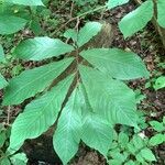 Asimina triloba 叶