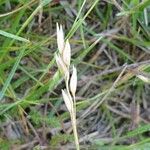 Danthonia decumbens Plod