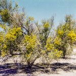 Parkinsonia florida Celota