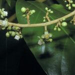 Carapa guianensis Flower