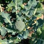 Brassica oleraceaFlor