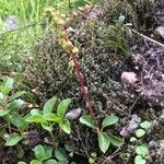 Pyrola chlorantha Συνήθη χαρακτηριστικά