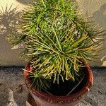 Sciadopitys verticillata Likasa